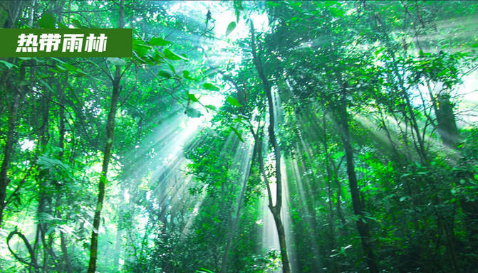 西双版纳游记丨四天游玩超强攻略，你一定不能错过的体验项目